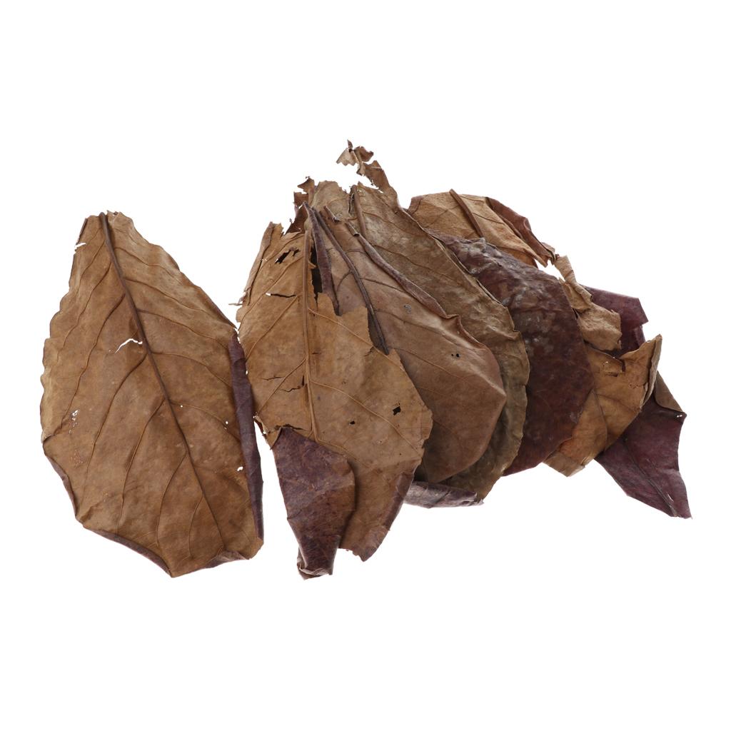 Aquarium Fish Betta - Hojas de Almendra India Marrones para