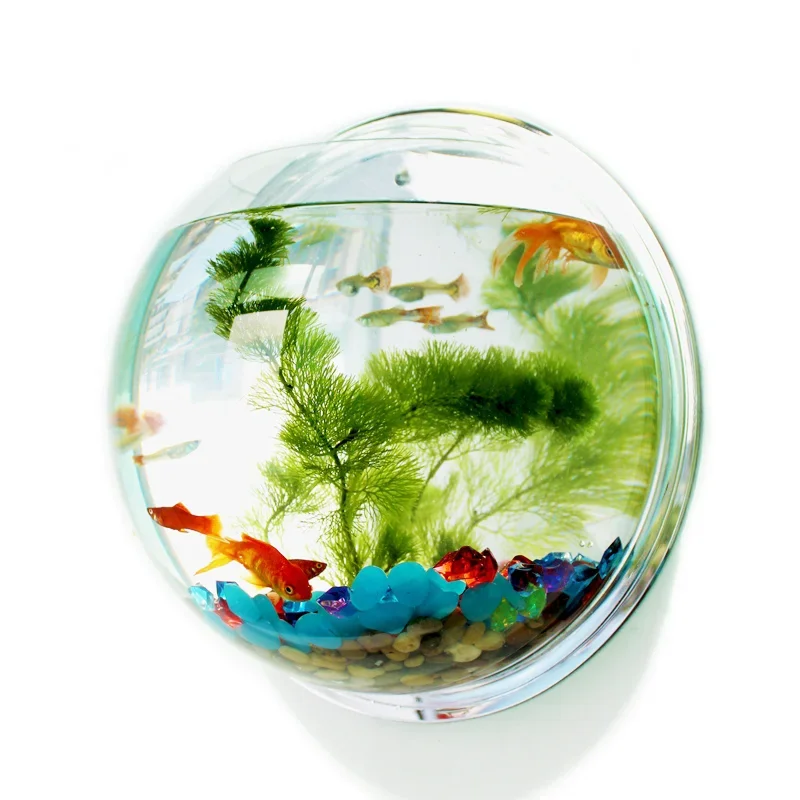 Pinsjar-cuenco de pescado acrí - Aquarium Fish Betta reseña y precio
