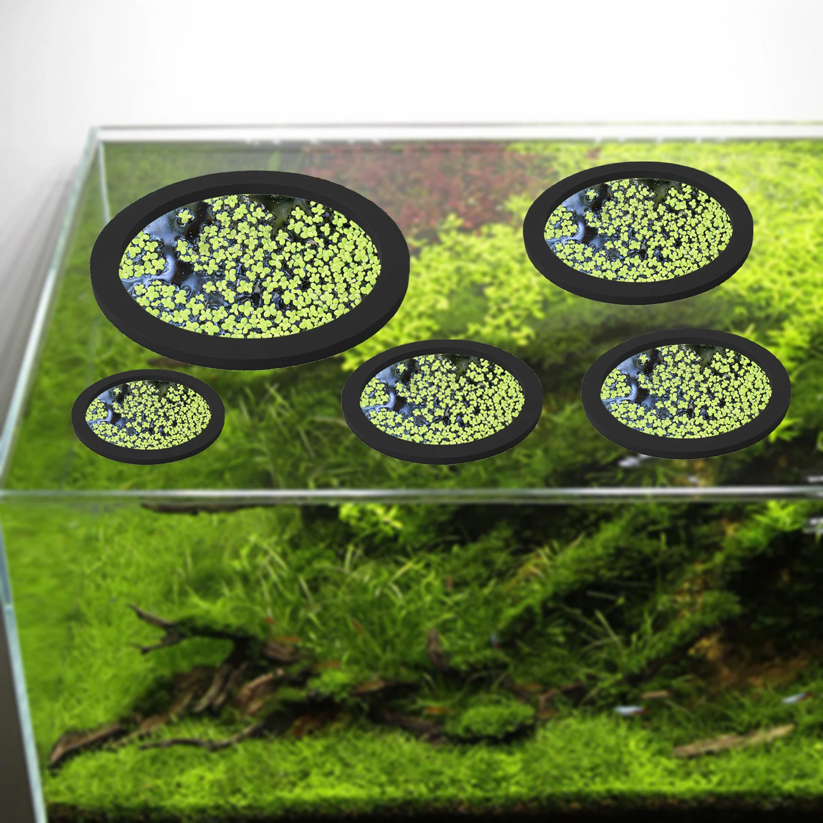 5 uds EVA anillo de alimentaci - Aquarium Plants reseña y precio